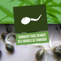 Comment Faire Germer des Graines de Cannabis