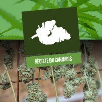 Récolte du cannabis