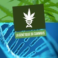 La génétique du cannabis