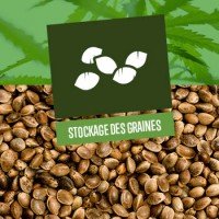 Stockage des Graines de Cannabis