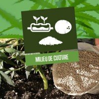 Milieu de culture pour les plants de cannabis
