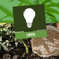 Lumière pour la Culture du Cannabis
