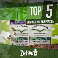 Top 5 Féminisées Dutch Passion