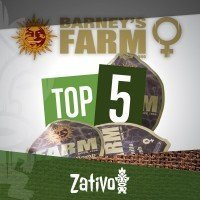 Top 5 Féminisées Barney's Farm