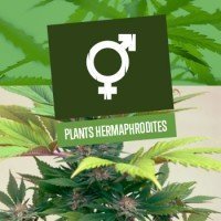 Plants Hermaphrodites