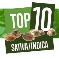 Top 10 Variétés De Cannabis Sativa-Indica
