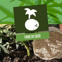 Cultiver Du Cannabis Dans De La Fibre De Coco