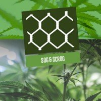 SOG et ScrOG