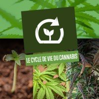 Le cycle de vie du cannabis