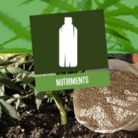Nutriments pour les plants de cannabis