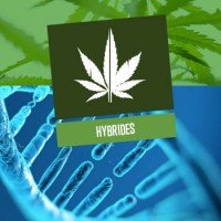 Hybrides de cannabis