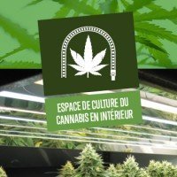 Espace de culture du cannabis en intérieur