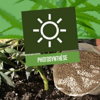 Photosynthèse dans les plants de cannabis