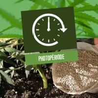 Photopériode des Plants de Cannabis