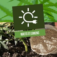 Watts et lumens des lampes de culture de cannabis
