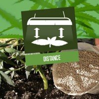 Distance Plant