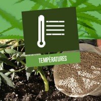 Meilleures températures pour la culture de cannabis