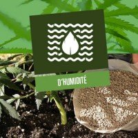 Niveau d'humidité idéal pour le cannabis