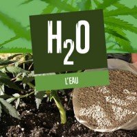 L'eau pour vos plants de cannabis