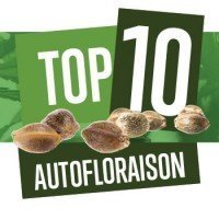 Top 10 des Autofloraison 