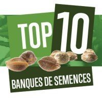 Top 10 Meilleurs Banques de Semences de Cannabis