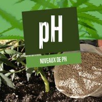 Niveaux de pH et cannabis