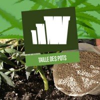 Taille des pots pour les plants de cannabis