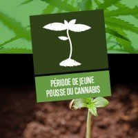 Période de Jeune Pousse du Cannabis