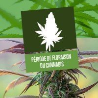 Période de Floraison du Cannabis