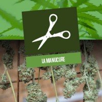 La manucure des têtes de cannabis