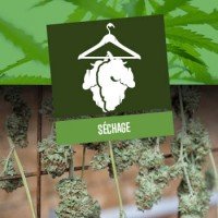 Séchage du cannabis