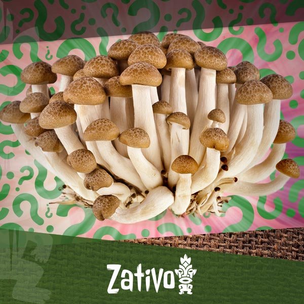 Acheter Kit de Culture Champignon Equateur - Psilocybe Cubensis