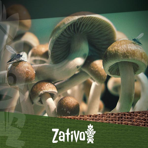 Mycélium de Champignons Noir - Kit de culture champignons - Grow