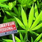 Top 10 Des Erreurs De Débutant Dans La Culture Du Cannabis