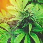 Guide Du Débutant : 10 Points Essentiels de la Culture du Cannabis