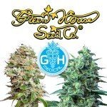 Introduction : 5 nouvelles variétés CBD par Greenhouse