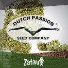 Introduction : 7 Nouvelles Variétés De Dutch Passion