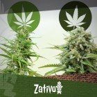 La différence entre Cannabis Indica et Sativa