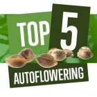 Top 5 Des Variétés De Cannabis À Autofloraison Pour 2018