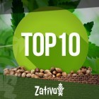 Top 10 des banques de graines de cannabis