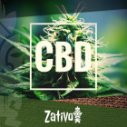 Les meilleures variétés de cannabis riches en CBD