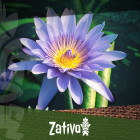 Lotus Bleu (Nymphaea caerulea)