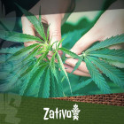 Guide complet de la culture de cannabis bio en intérieur et extérieur