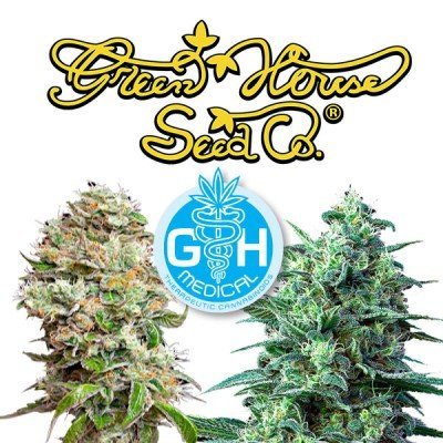 Introduction : 5 nouvelles variétés CBD par Greenhouse