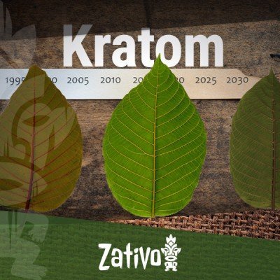 L’histoire Du Kratom 