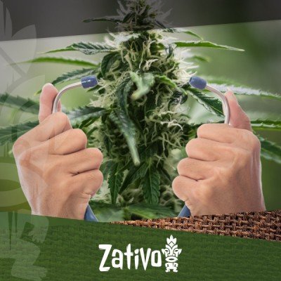 Comment Vérifier La Santé De Vos Plants De Cannabis