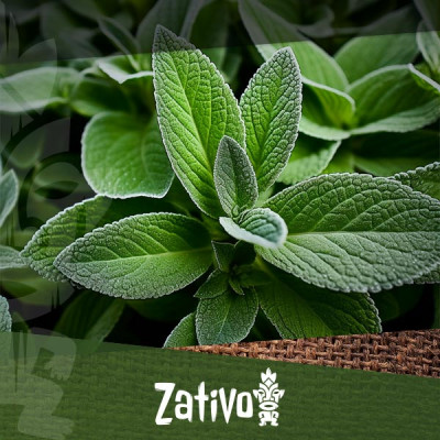 Comment consommer la Salvia divinorum en toute sécurité